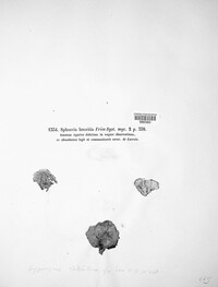 Hypoxylon fragiforme image